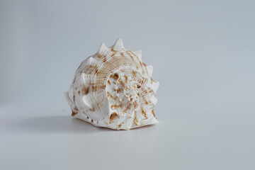 real seashell; an enormous natural wonder and a decorative object
