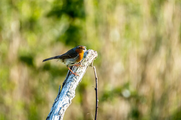 Red Robin, red breast bird visiting a garden in Ireland