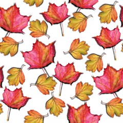 Watercolour painting. Seamless pattern, yellow and red autumn maple leaves on a white background.