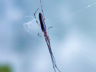 A spider is in the nest. Selective focus.