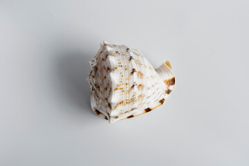 real seashell; an enormous natural wonder and a decorative object