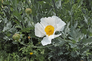 flower and buds of matiliya poppies