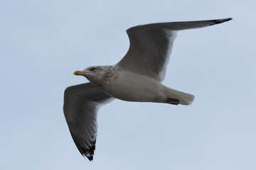 Obraz premium Seagull in flight over New York, USA
