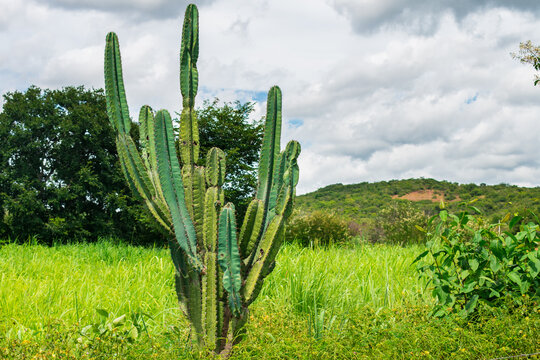 Countryside landscape with a mandacaru (Cereus jamacaru), widespread cactus in the Brazilian Northeast