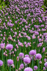 Flower with bud of chives allium schoenoprasum in the spring farm garden