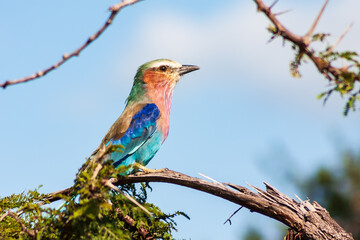 Lilac-breasted Roller Coracias caudatus on a tree in Kruger National Park, South Africa