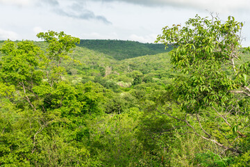 Lush forest in the rainy season - Sertao landscape in Oeiras, Piaui (Northeast Brazil)