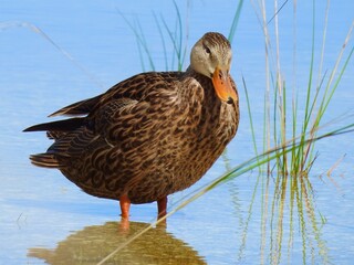 Ducks