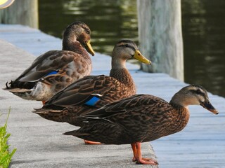 Ducks