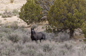 
Wild Horse Stallion in the Utah Desert