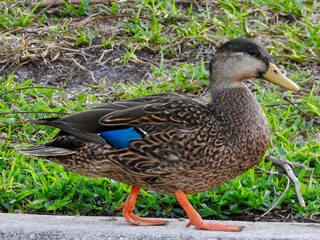 Ducks