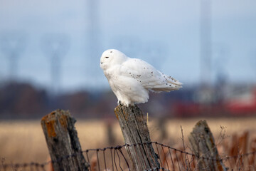 White snowy owl about to take off in flight from a fence post - wings out and ready, blue sky background. Ottawa, Ontario, Canada