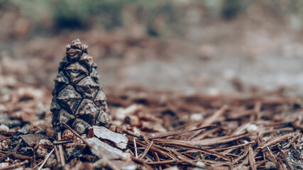 Conifer conifer. Pine bump on the footpath. Natural product made of conifers. Selective soft focus