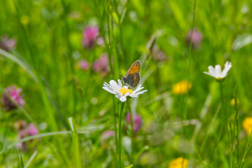 Small heath butterfly (Coenonympha pamphilus) sitting on a daisy in Zurich, Switzerland