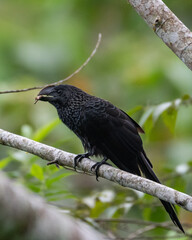smooth billed ani with prey