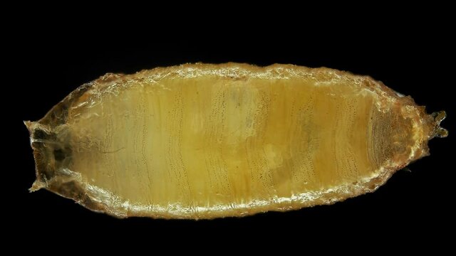 Pupa of fruit fly Drosophila melanogaster under a microscope, order Diptera. A pest that develops in fruits, vegetables, food debris. Visible movement of internal organs
