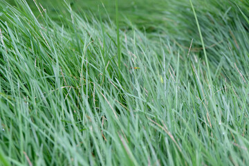 Long and green grass leaves Texture background