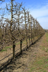 Apple garden in the spring.