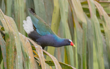 purple gallinule jumping from a palm tree