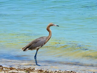 Egrets in Florida
