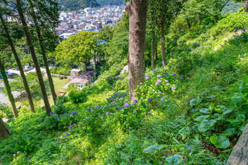 静岡県下田市　下田公園のあじさい