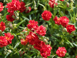 Arbuste nain d'hélianthèmes hybrides à floraison double rouge (Helianthemum 'Amabile plenum' ou...