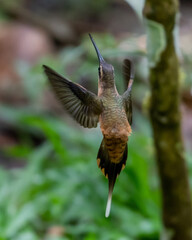 endemic koepcke's hermit in flight