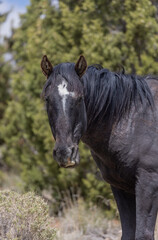 
Wild Horse Stallion in the Utah Desert