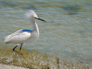 Egrets in Florida