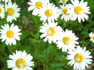 Obraz premium daisies in a field