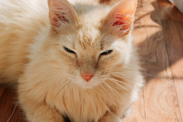 Old ginger cat with a sly muzzle, in the sun