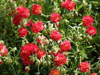 Helianthemum 'Amabile plenum' ou 'Rubin' | Hélianthèmes hybrides à floraison double rouge en...
