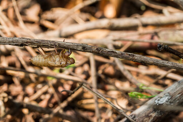 Close-up photo of a cicada's molting on a branch.,The molting of a cicada on a branch