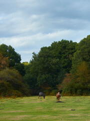 A pair of the emblematic, semi-wild New Forest Ponies emerging from the trees into a large, grassy clearing ahead of mature, autumn-touched trees.