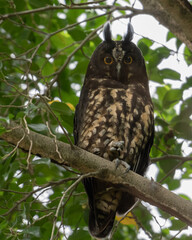 Portrait of a stygian owl perched on branch
