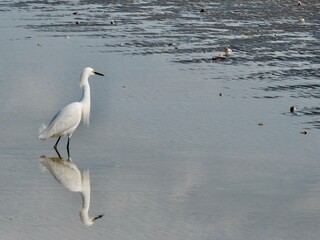 Egrets in Florida