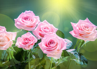 Beautiful pink roses blooming in the summer garden. Roses flowers growing outdoors, nature, blooming floral art background design.