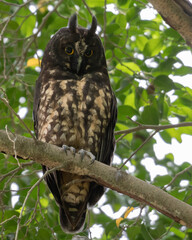 Portrait of a stygian owl perched on branch