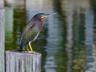 Green Herons in Florida