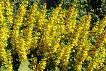 Yellow moneywort flower close up, colorful and vivid plant. Great plant for curbs.