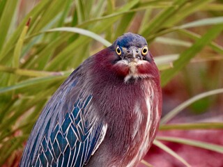 Green Herons in Florida