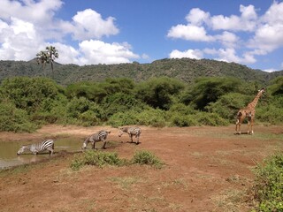 Zebra and giraffe Lake Manyara National Park Tanzania
