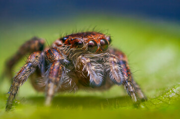 Female jumping spider Evarcha falcata close up portrait