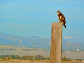 Hawks