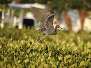 Herons in Florida