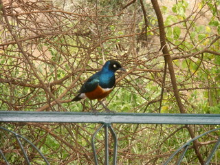 bird Lake Manyara National Park Tanzania
