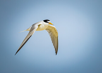 Fototapeta na wymiar Adult least tern flying through the air