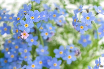 Blooming blue forget-me-not flowers summer floral blurred background