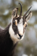 Chamois