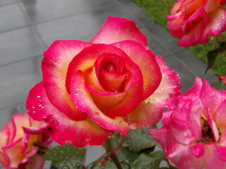 Rose